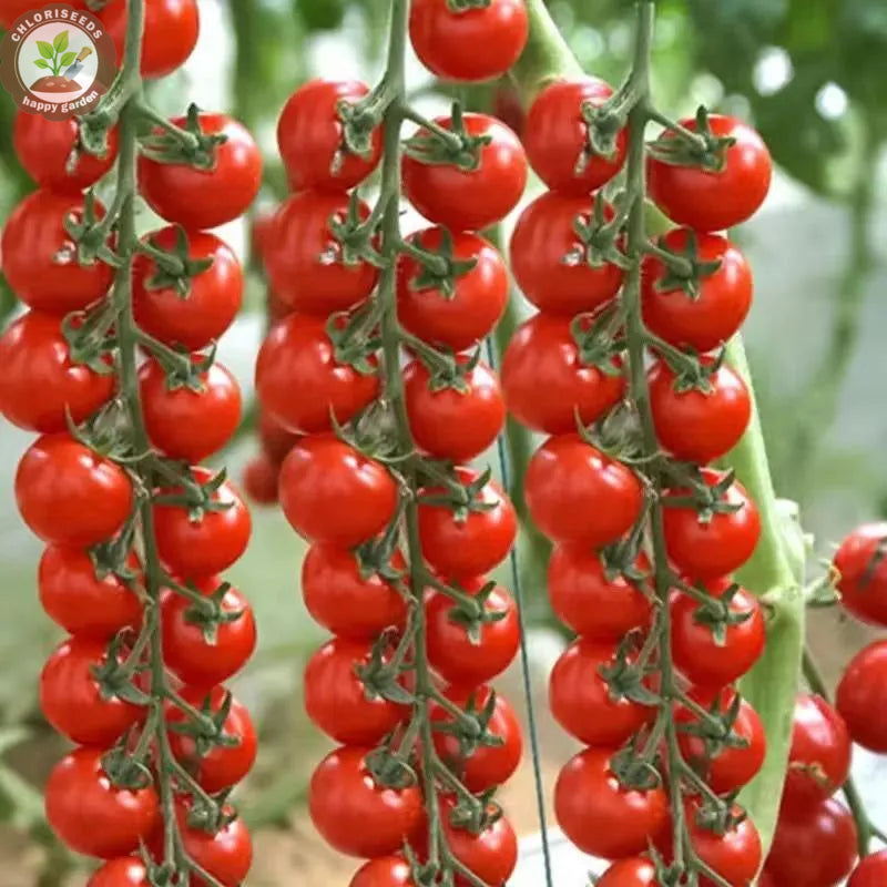 Buvala™-Waterfall Tomatoes Seeds-High Yield