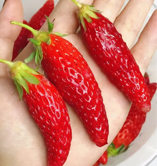 Buvala™-Rare Chili Strawberry Fruits Seeds