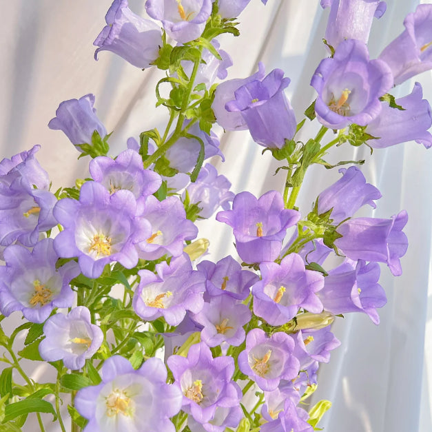 Buvala™-🔔Bellflower Seeds—Spring's Rainbow Romance🌸