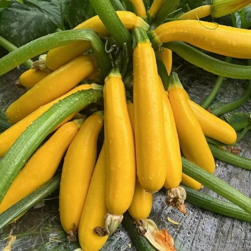 Buvala™-Golden Zucchini Seeds