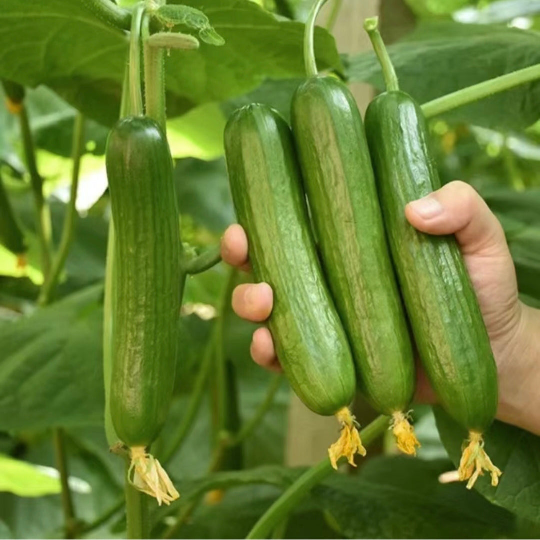 Buvala™-Fruit Cucumber Seeds