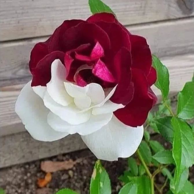 Buvala™-🌹Rare Twin Roses Seeds