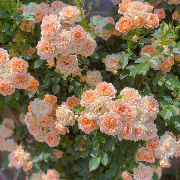 Buvala™-🌹Climbing Rose Seeds - Luck Rises