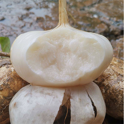 Buvala™-Jicama Pachyrhizus Erosus Seeds