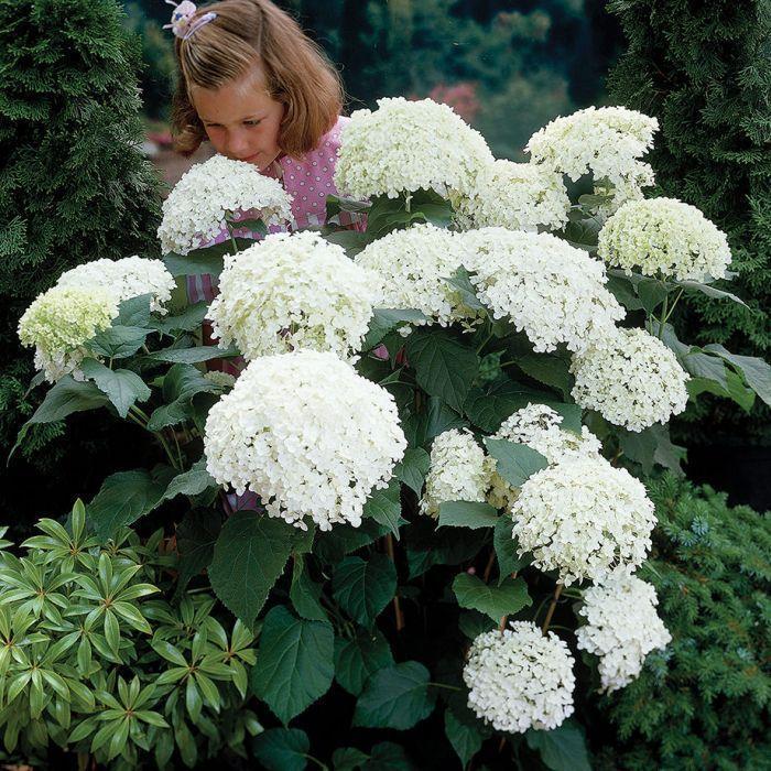 Buvala™-Hydrangea Seed Bonsai Flower Seeds Hydrangea Perennial Garden Home