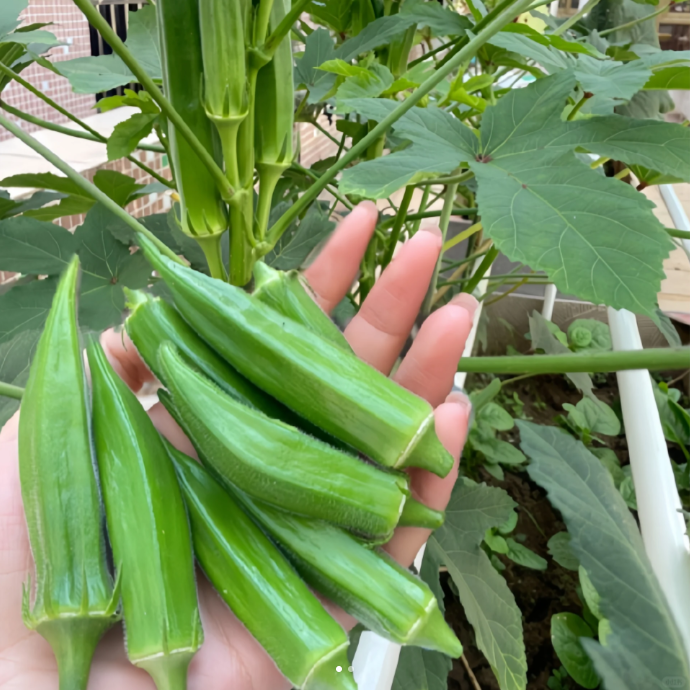 Buvala™-Fruit Okra Seeds