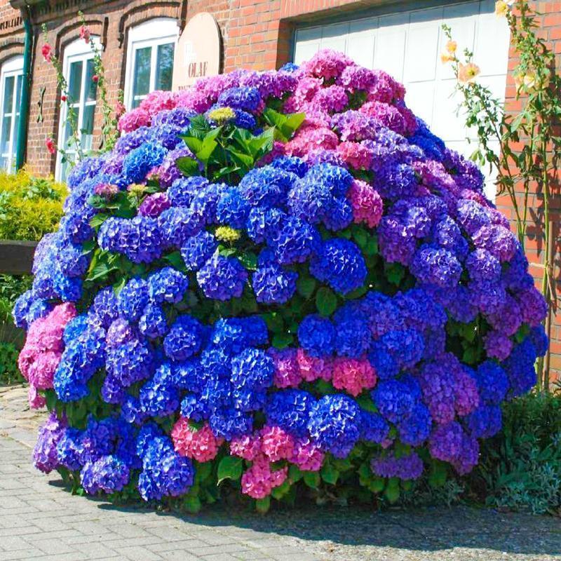 Buvala™-Hydrangea Seed Bonsai Flower Seeds Hydrangea Perennial Garden Home