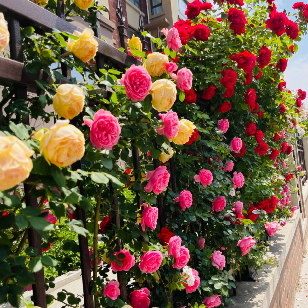 Buvala™-🌹Climbing Rose Seeds - Luck Rises