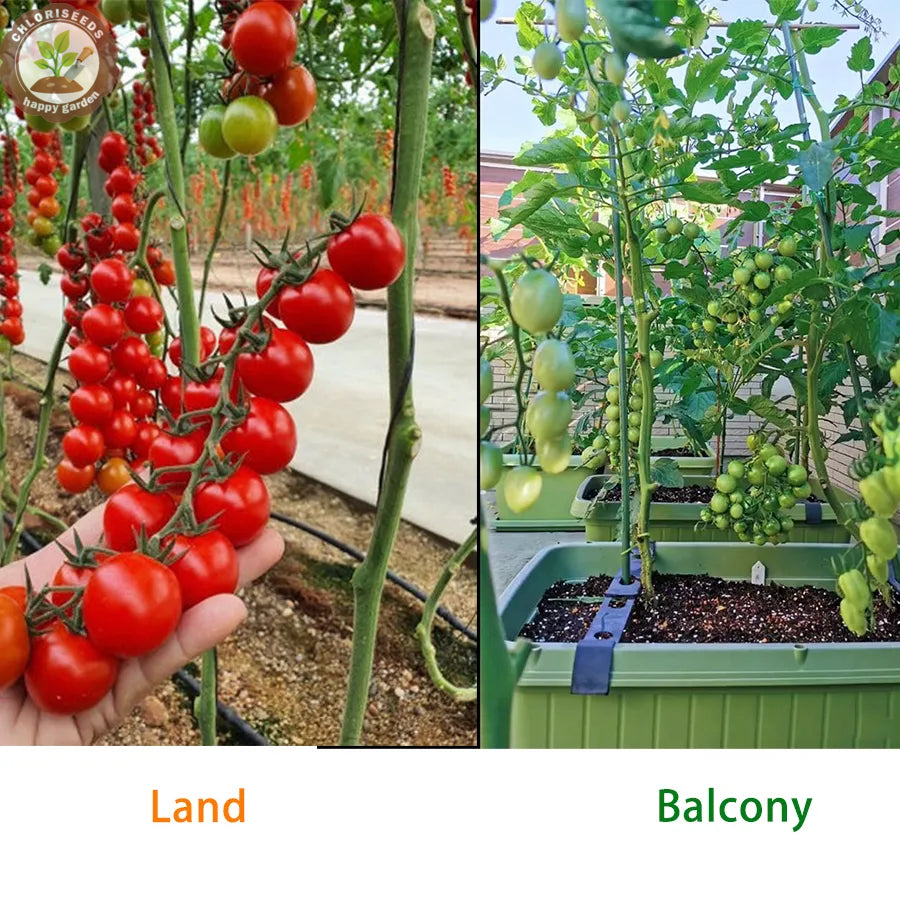 Buvala™-Waterfall Tomatoes Seeds-High Yield