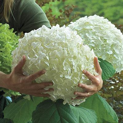 Buvala™-Hydrangea Seed Bonsai Flower Seeds Hydrangea Perennial Garden Home