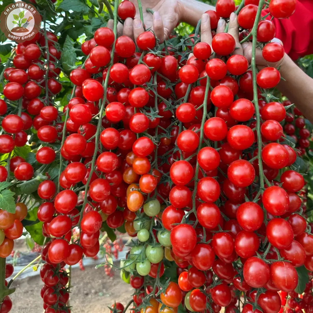 Buvala™-Waterfall Tomatoes Seeds-High Yield