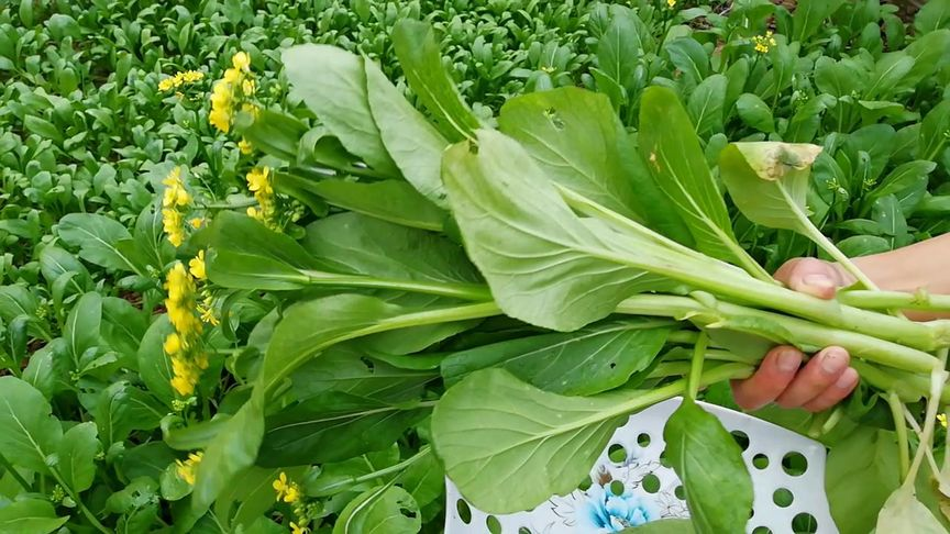 Buvala™-1000Pcs-Four-Nine Choy Sum Seeds