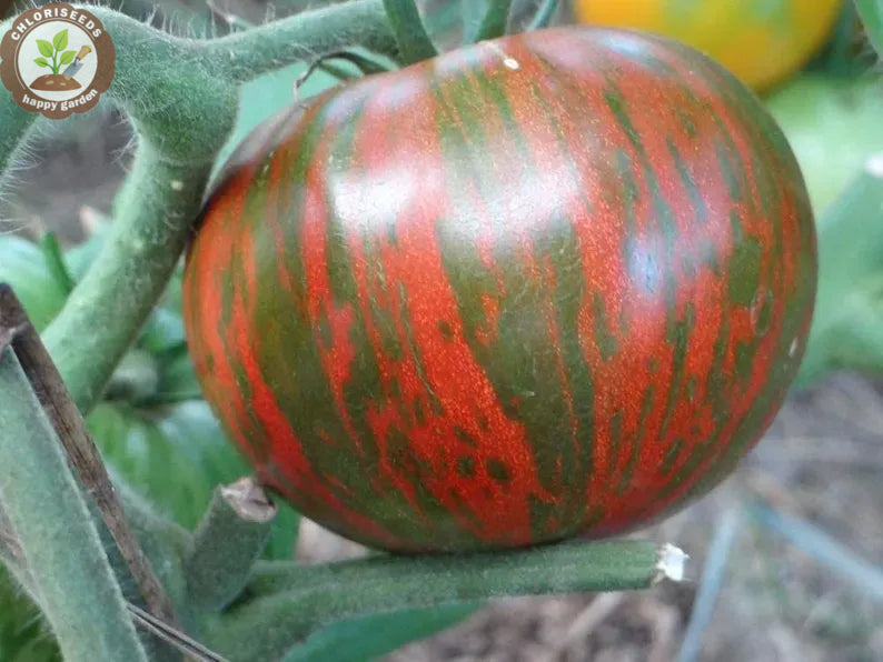 Buvala™-Waterfall Tomatoes Seeds-High Yield