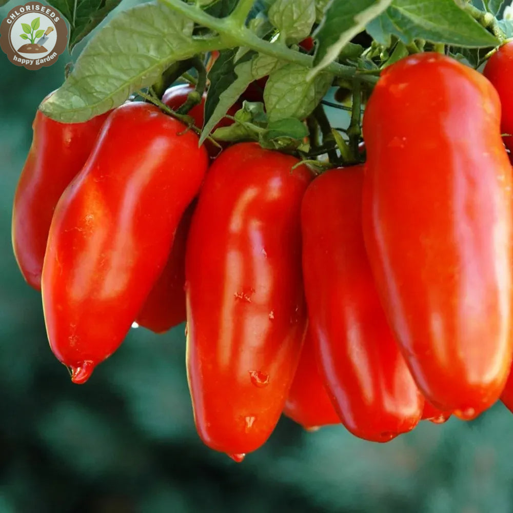 Buvala™-Waterfall Tomatoes Seeds-High Yield