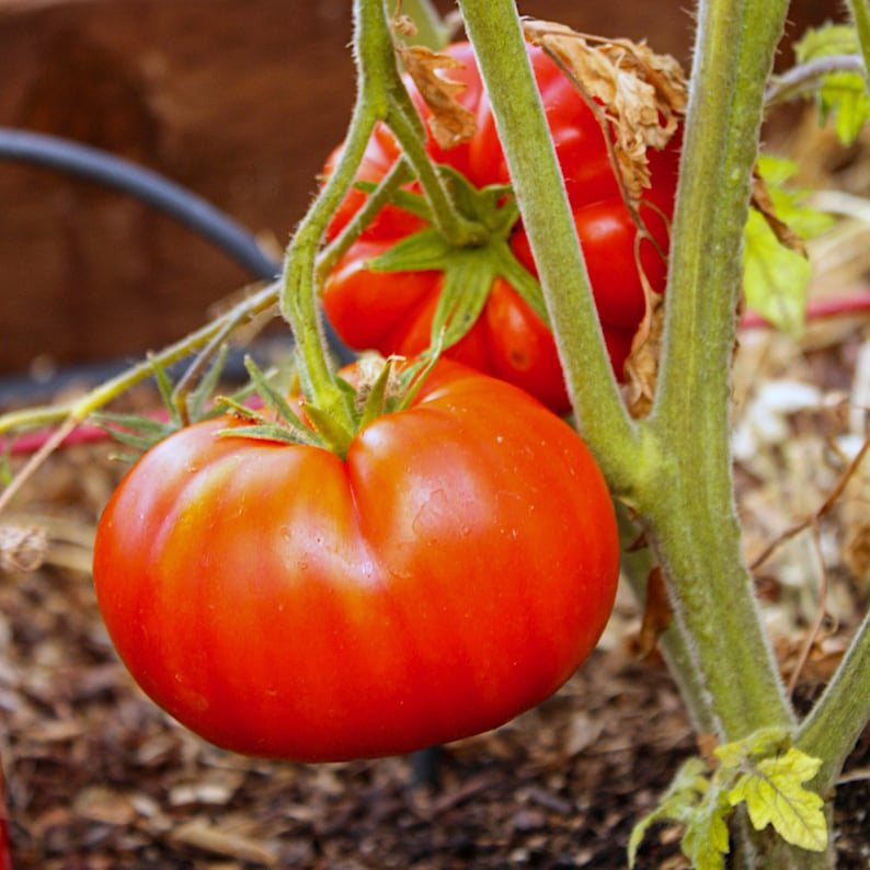 Buvala™-Giant Delicious Tomato / Up to 2kg (20 Seeds a Pack)