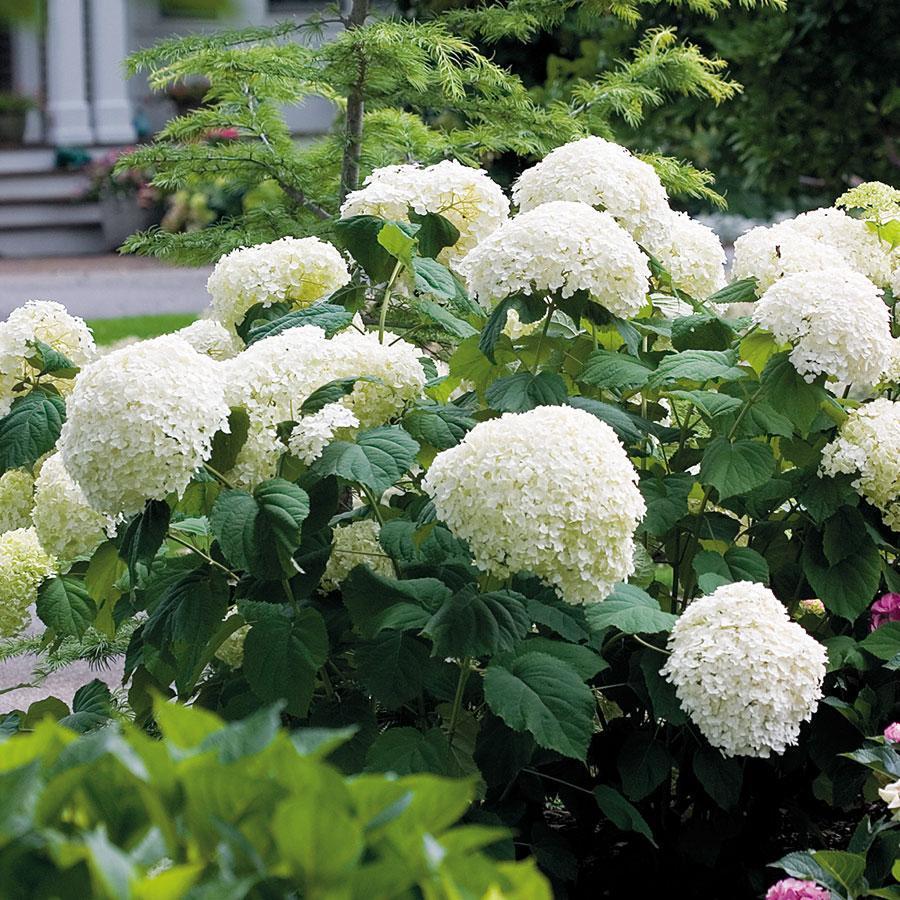 Buvala™-Hydrangea Seed Bonsai Flower Seeds Hydrangea Perennial Garden Home