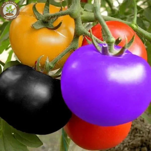 Buvala™-Waterfall Tomatoes Seeds-High Yield