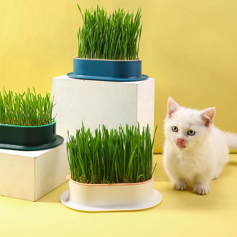 Buvala™-🌱 Cat Grass Seeds-Easy to Grow