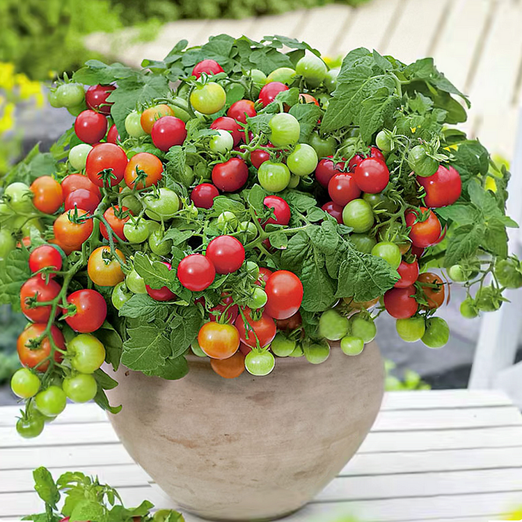 Buvala™-Dwarf Tomatos Seeds