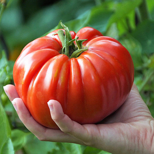 Buvala™-Giant Delicious Tomato / Up to 2kg (20 Seeds a Pack)