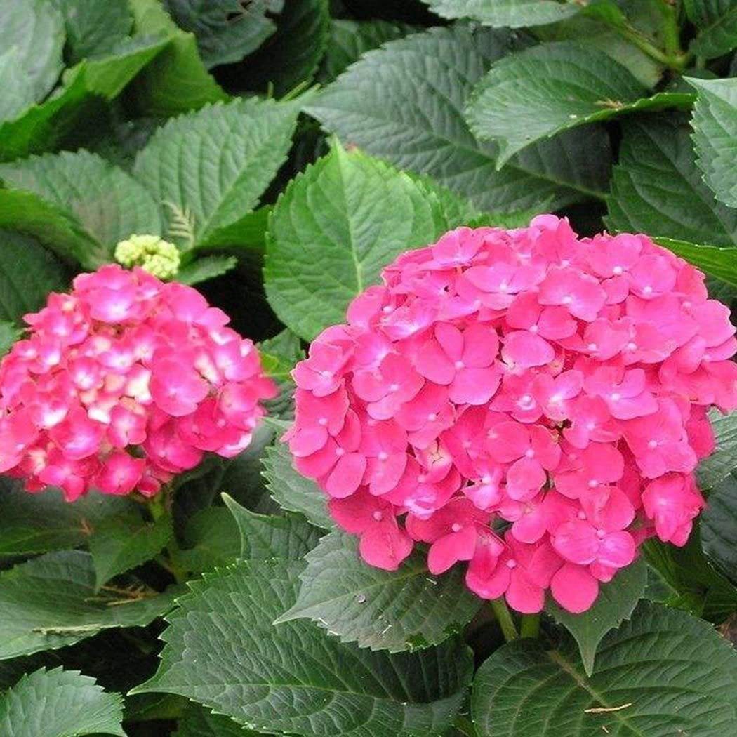 Buvala™-Hydrangea Seed Bonsai Flower Seeds Hydrangea Perennial Garden Home