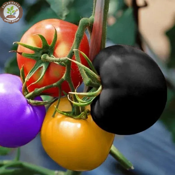 Buvala™-Waterfall Tomatoes Seeds-High Yield