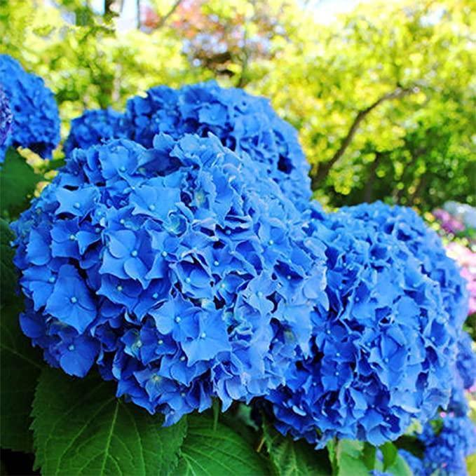 Buvala™-Hydrangea Seed Bonsai Flower Seeds Hydrangea Perennial Garden Home