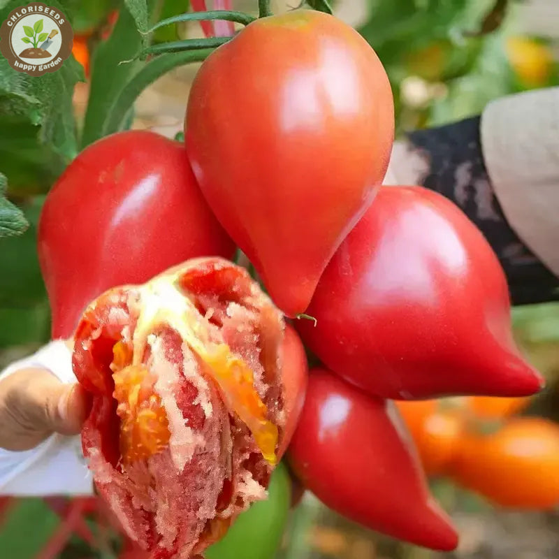 Buvala™-Waterfall Tomatoes Seeds-High Yield