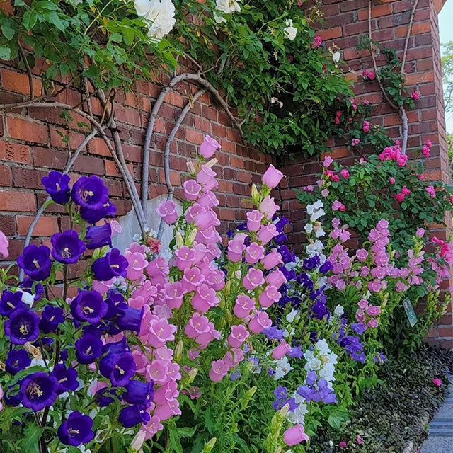 Buvala™-🔔Bellflower Seeds—Spring's Rainbow Romance🌸