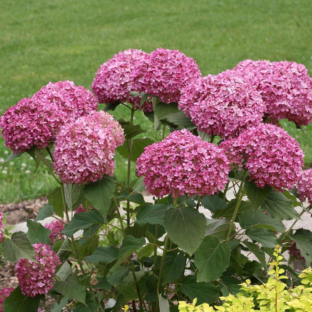 Buvala™-Hydrangea Seed Bonsai Flower Seeds Hydrangea Perennial Garden Home