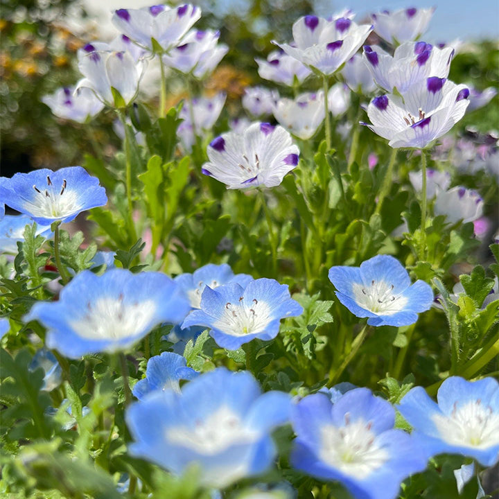 Buvala™-💙Baby-Blue-Eyes Seeds—Sky Color