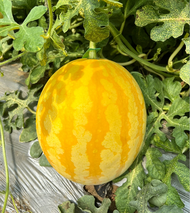 Buvala™-Yellow Skinned Red Flesh Watermelon Seeds