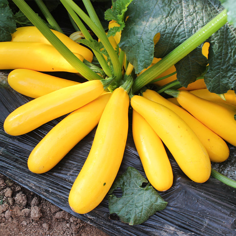 Buvala™-Golden Zucchini Seeds