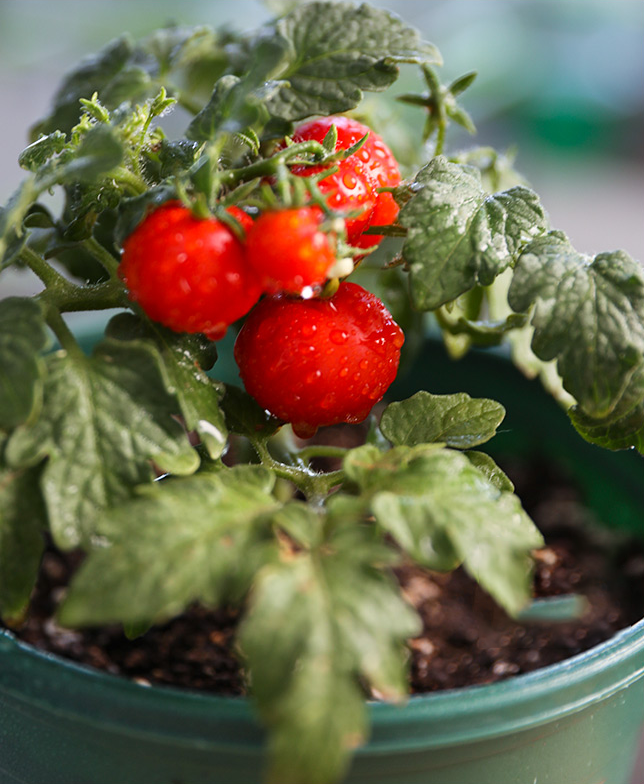 Buvala™-Dwarf Tomatos Seeds