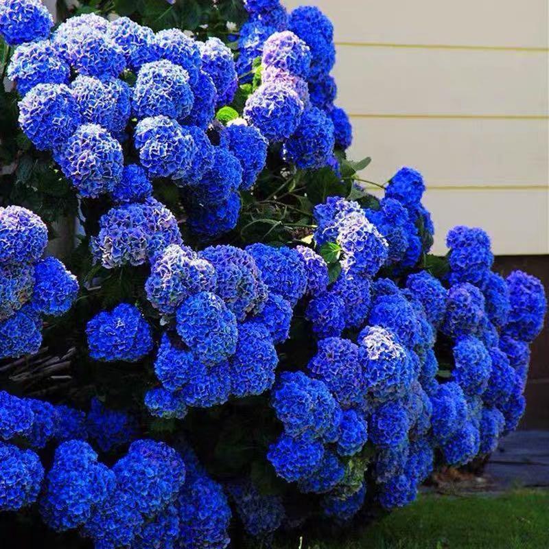 Buvala™-Hydrangea Seed Bonsai Flower Seeds Hydrangea Perennial Garden Home