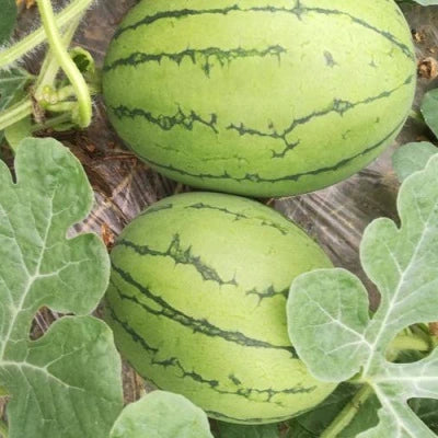 Buvala™-🍉Thin Skin Ruby Mini Watermelons Seeds