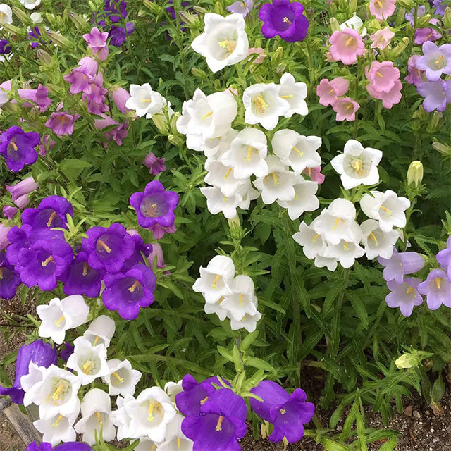 Buvala™-🔔Bellflower Seeds—Spring's Rainbow Romance🌸