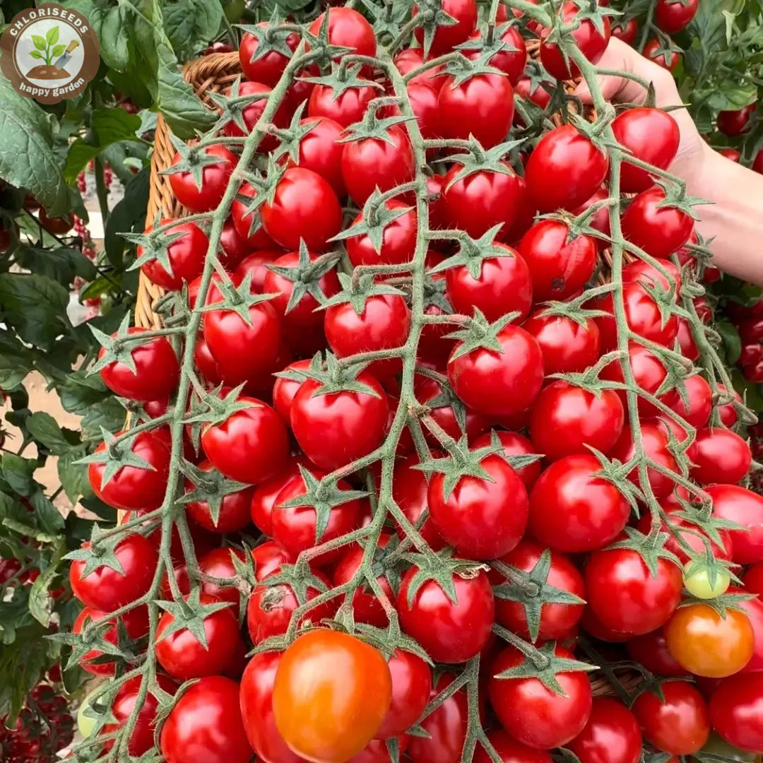 Buvala™-Waterfall Tomatoes Seeds-High Yield