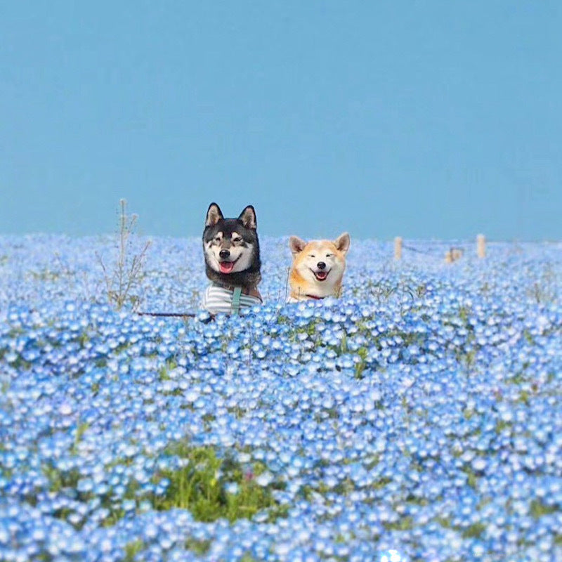 Buvala™-💙Baby-Blue-Eyes Seeds—Sky Color