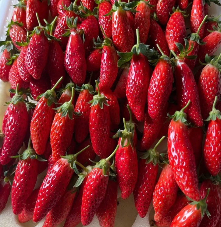 Buvala™-Rare Chili Strawberry Fruits Seeds