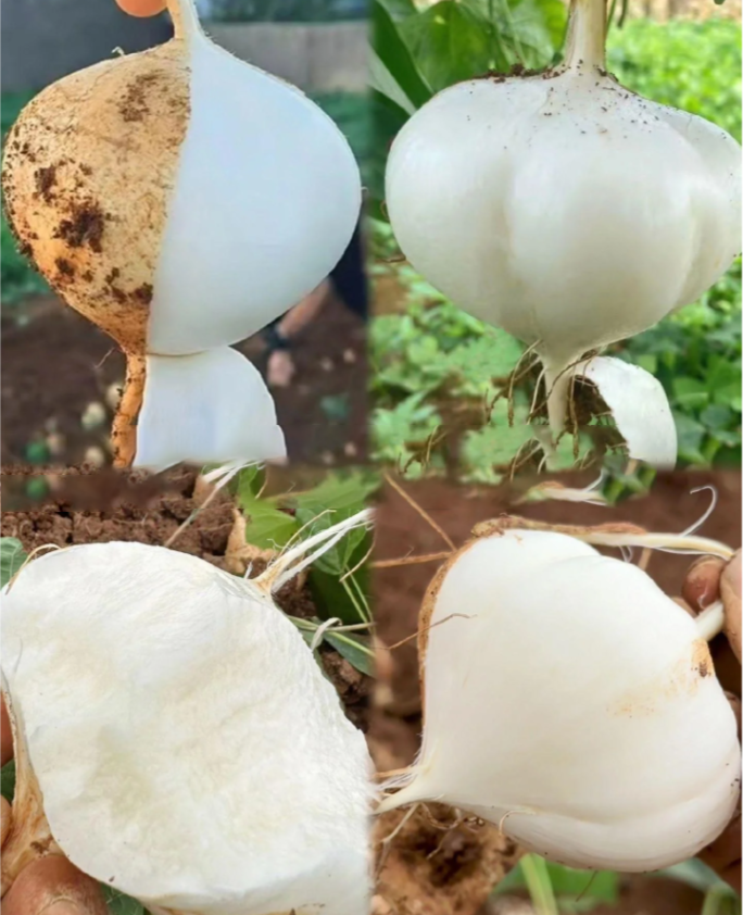 Buvala™-Jicama Pachyrhizus Erosus Seeds