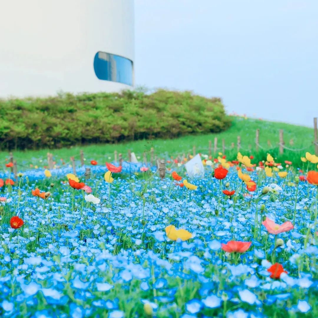 Buvala™-💙Baby-Blue-Eyes Seeds—Sky Color