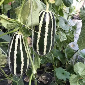 Buvala™-Honey Rock Melon Seeds Muskmelon Seeds