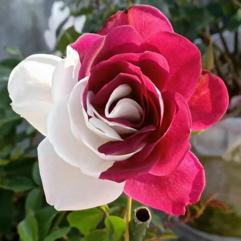 Buvala™-🌹Rare Twin Roses Seeds