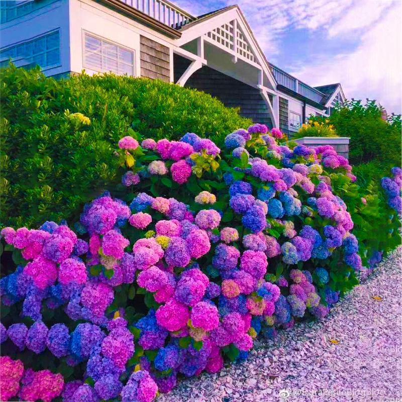 Buvala™-Hydrangea Seed Bonsai Flower Seeds Hydrangea Perennial Garden Home