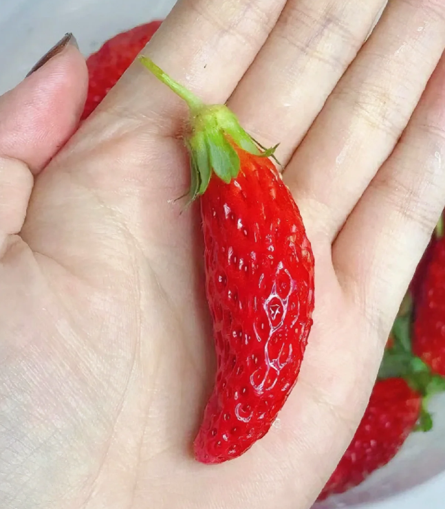 Buvala™-Rare Chili Strawberry Fruits Seeds