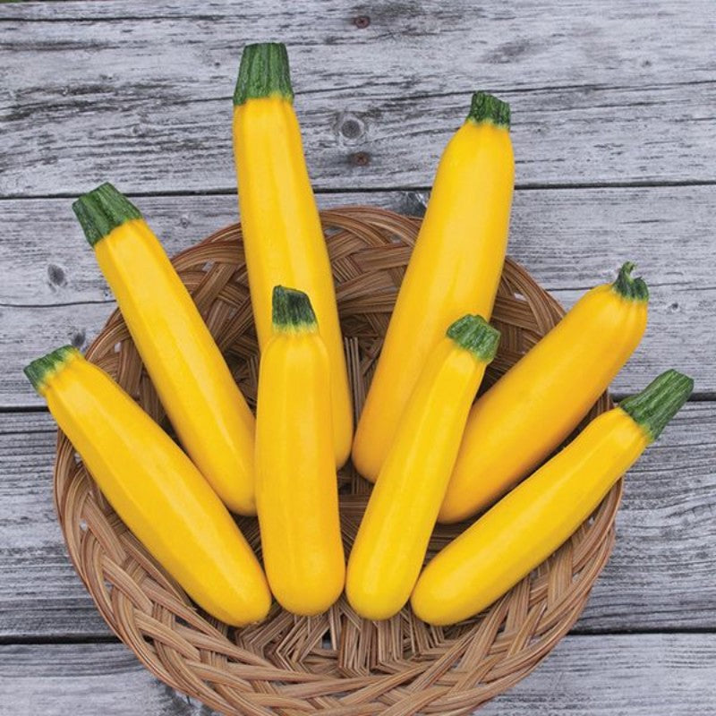 Buvala™-Golden Zucchini Seeds