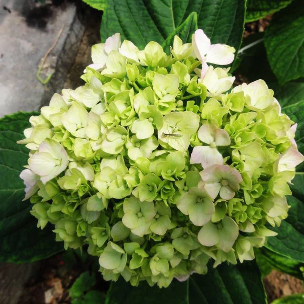 Buvala™-Hydrangea Seed Bonsai Flower Seeds Hydrangea Perennial Garden Home