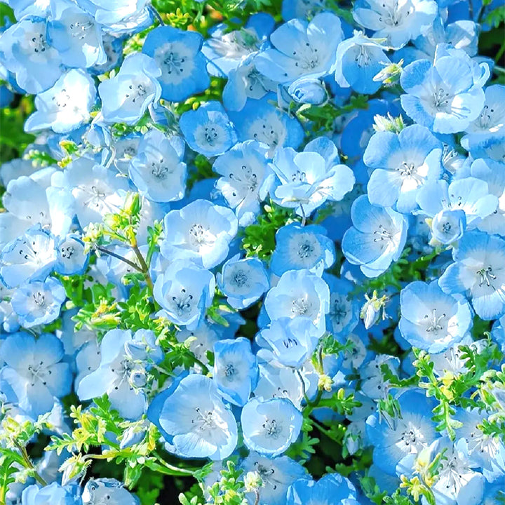 Buvala™-💙Baby-Blue-Eyes Seeds—Sky Color