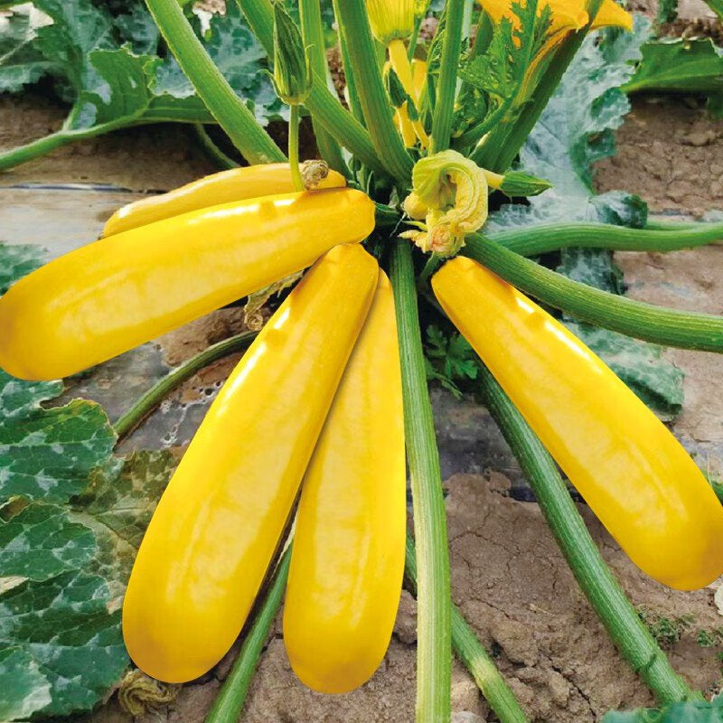 Buvala™-Golden Zucchini Seeds